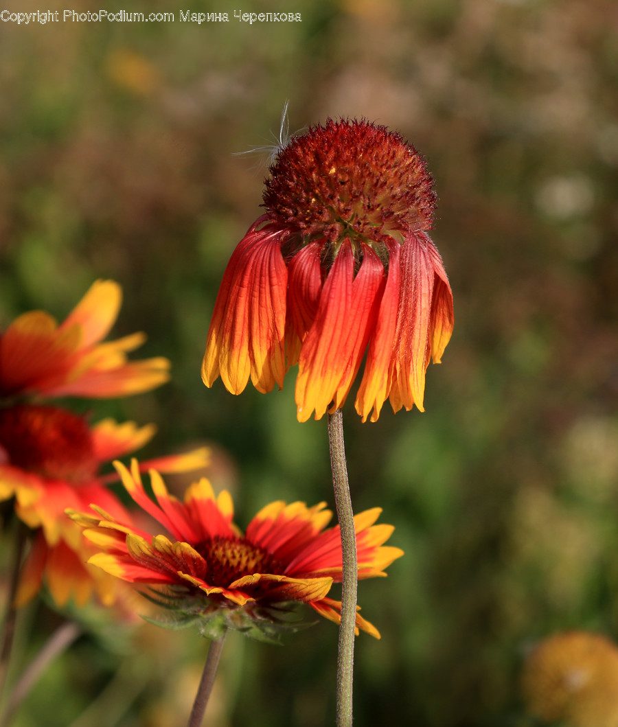 Plant, Pollen, Flower, Blossom, Daisy