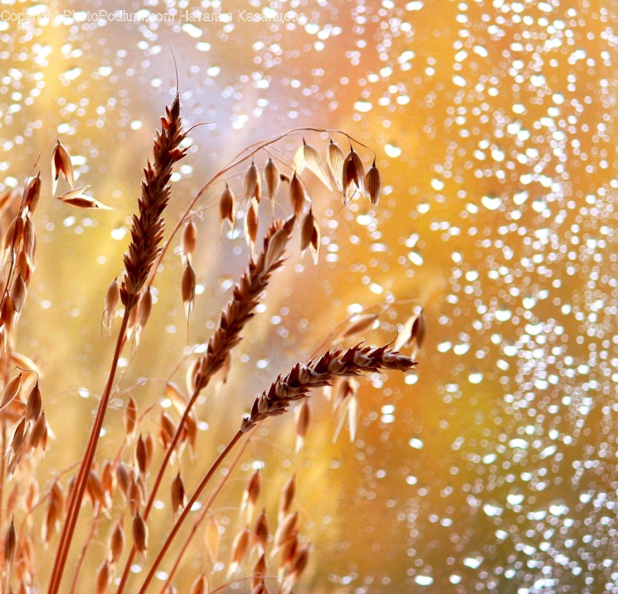 Plant, Grass, Vegetation, Grain, Produce