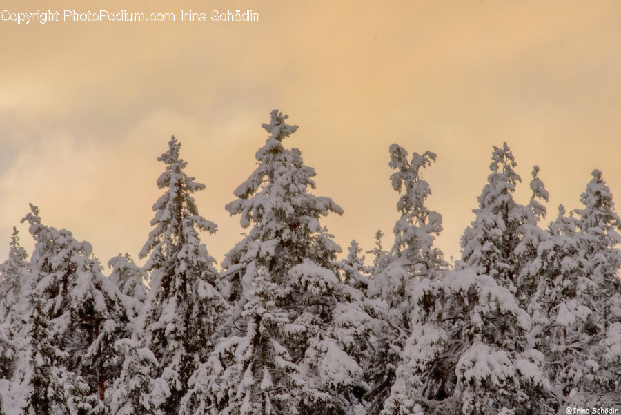 Tree, Plant, Nature, Outdoors, Ice