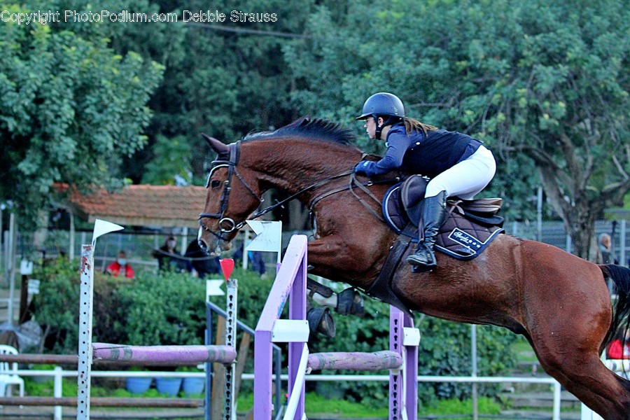 Horse, Mammal, Animal, Person, Human