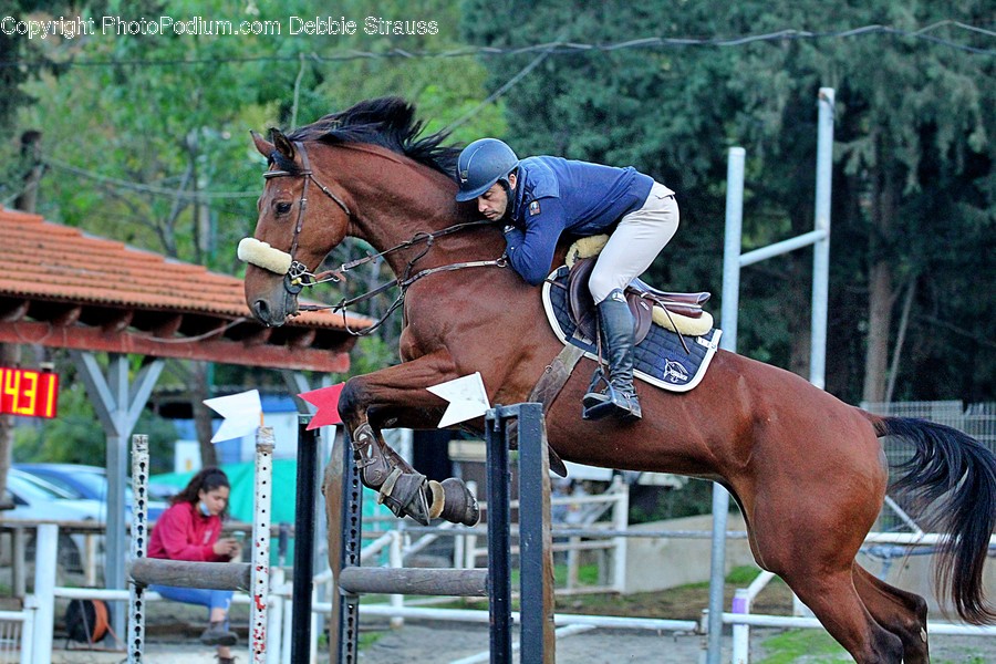 Person, Human, Horse, Mammal, Animal