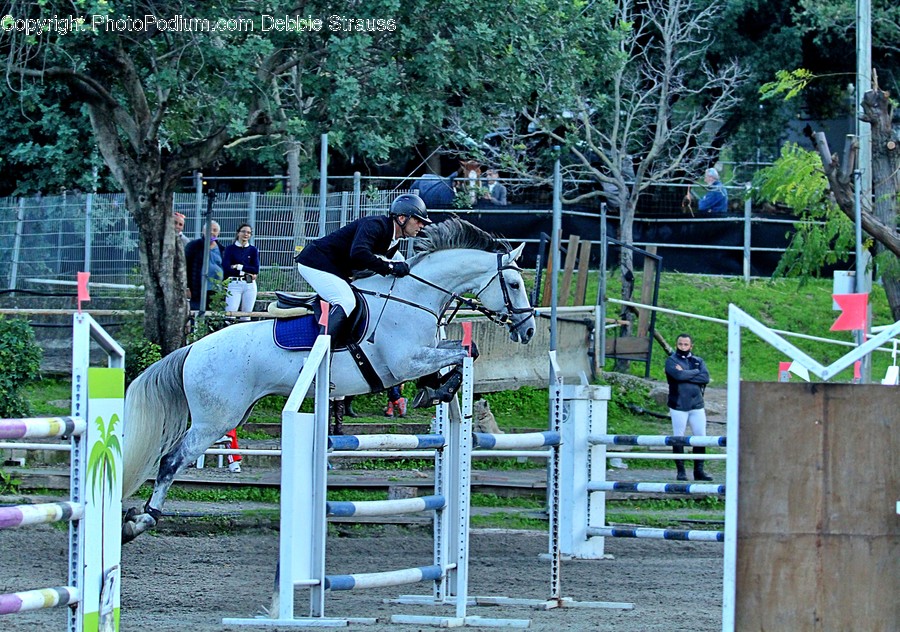 Horse, Mammal, Animal, Person, Human