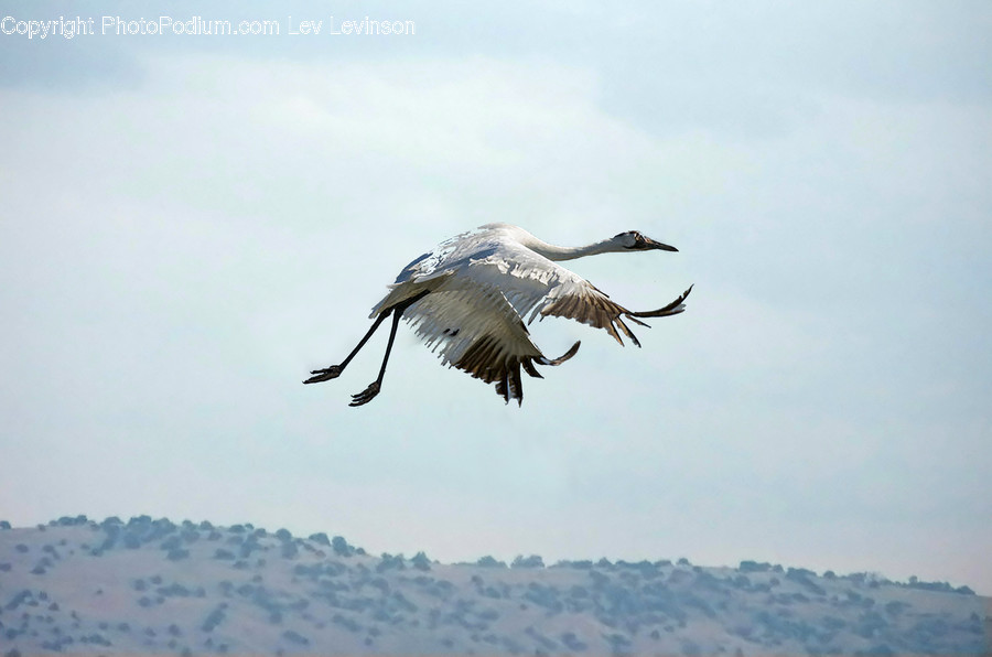 Bird, Animal, Crane Bird, Stork, Waterfowl