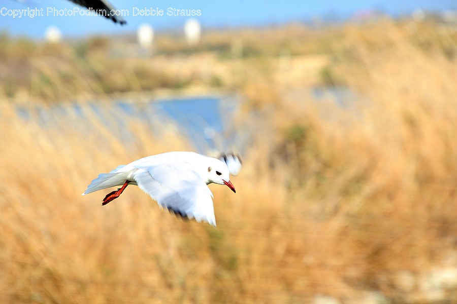 Bird, Animal, Flying, Seagull, Waterfowl