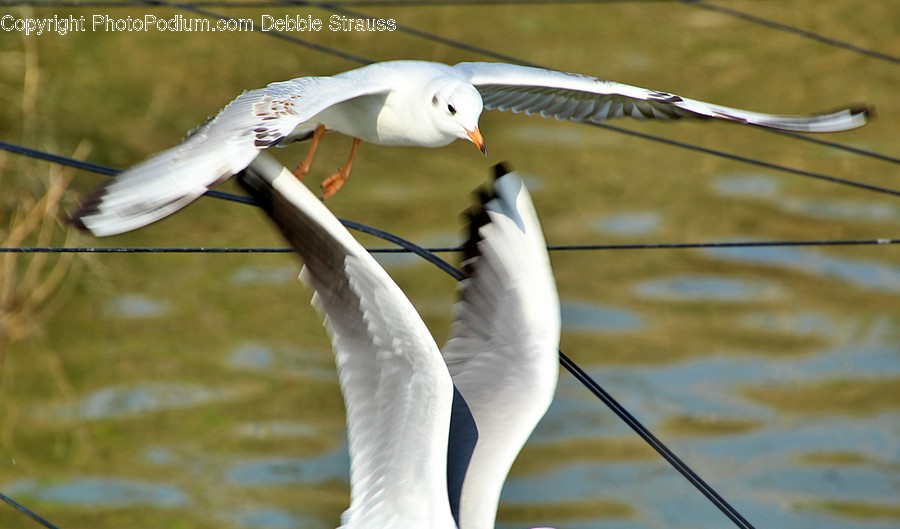 Bird, Animal, Beak, Waterfowl, Seagull