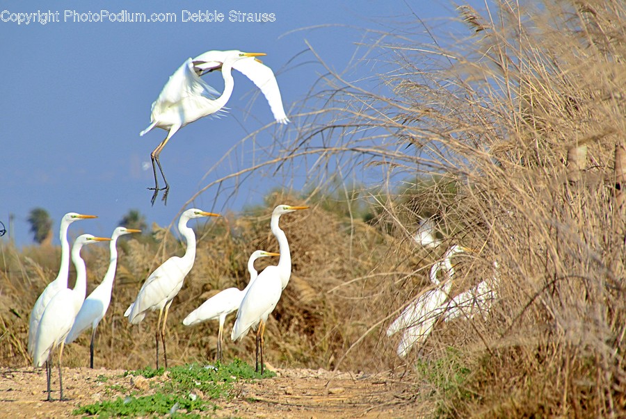 Bird, Animal, Waterfowl, Egret, Heron