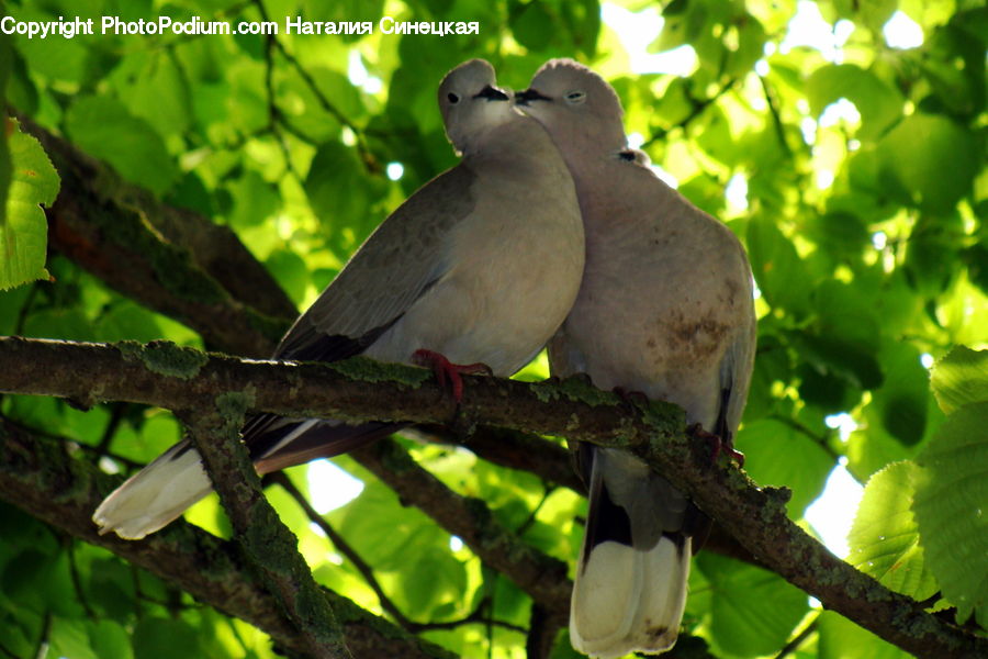 Bird, Dove, Pigeon, Blue Jay, Bluebird, Jay