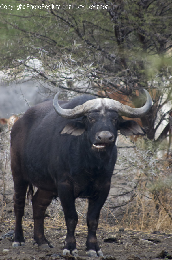 Cow, Cattle, Mammal, Animal, Buffalo