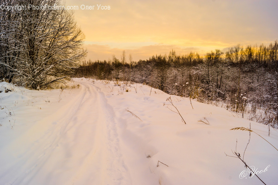 Nature, Outdoors, Tree, Plant, Snow