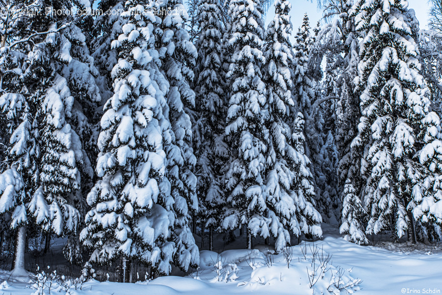 Tree, Plant, Fir, Abies, Outdoors