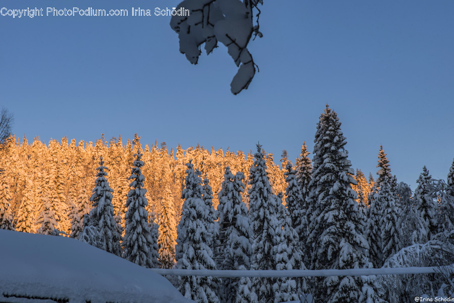 Tree, Plant, Fir, Abies, Conifer