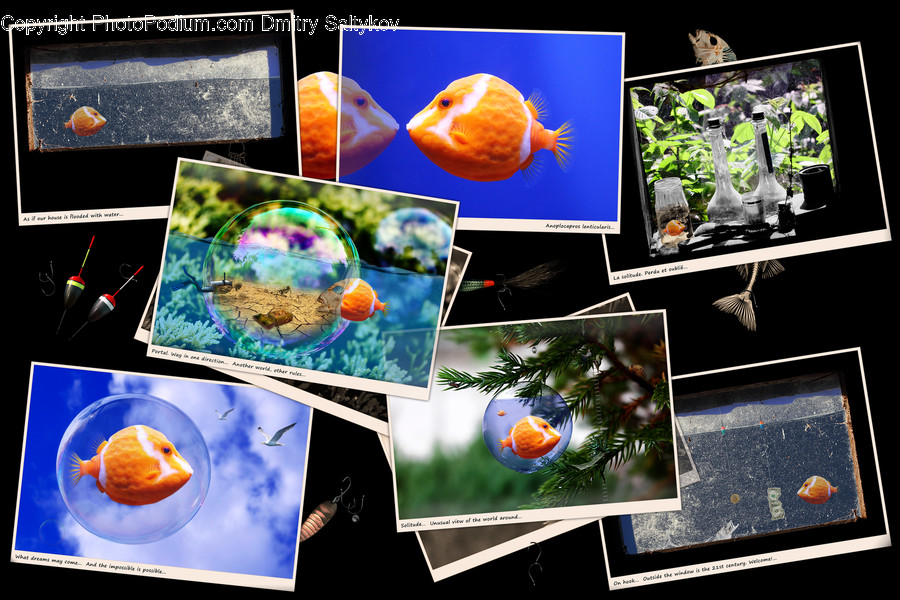 Fish, Animal, Goldfish