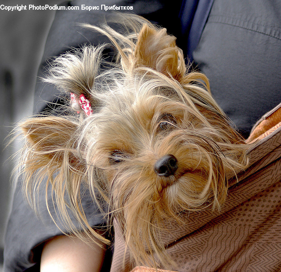 Animal, Canine, Dog, Mammal, Pet, Terrier, Costume