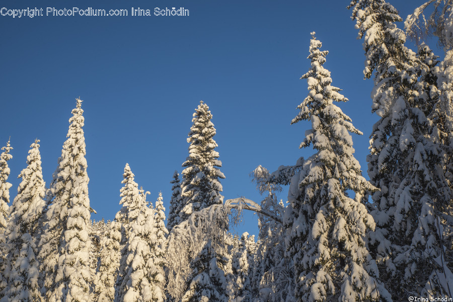 Tree, Plant, Fir, Abies, Conifer