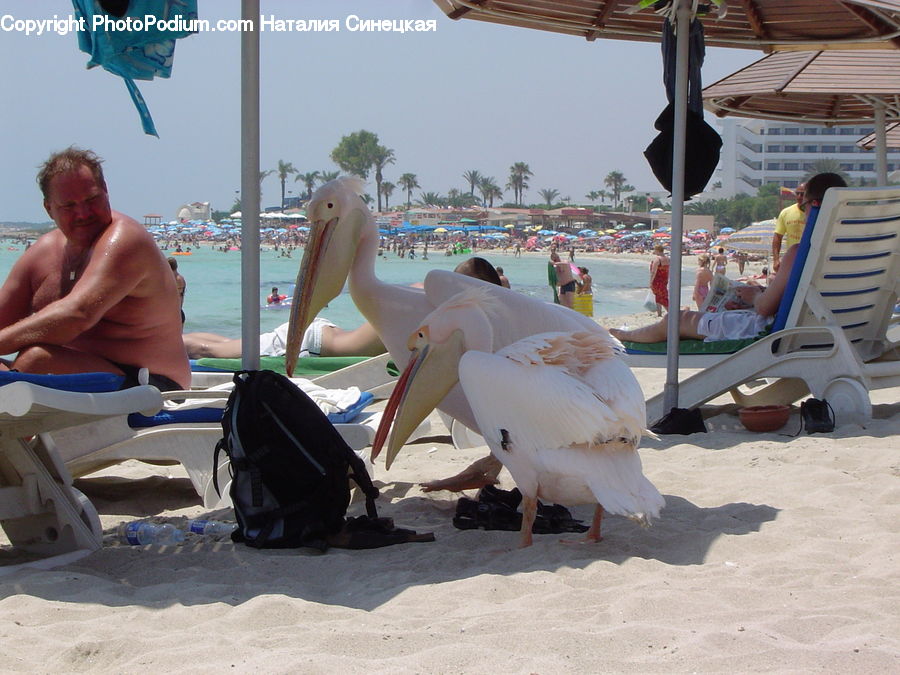 People, Person, Human, Bird, Pelican, Bikini, Maillot
