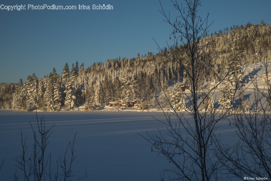 Tree, Plant, Fir, Abies, Nature