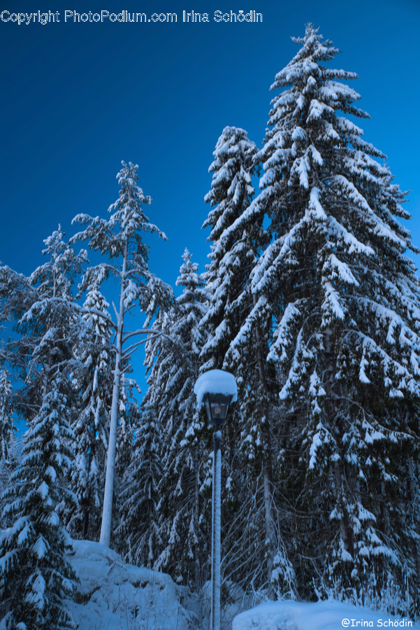 Tree, Plant, Fir, Abies, Conifer