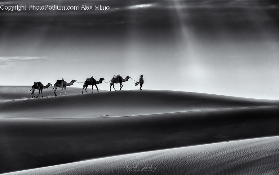 Horse, Animal, Mammal, Nature, Person
