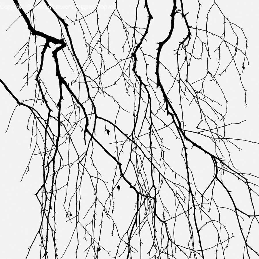 Plant, Root, Tree