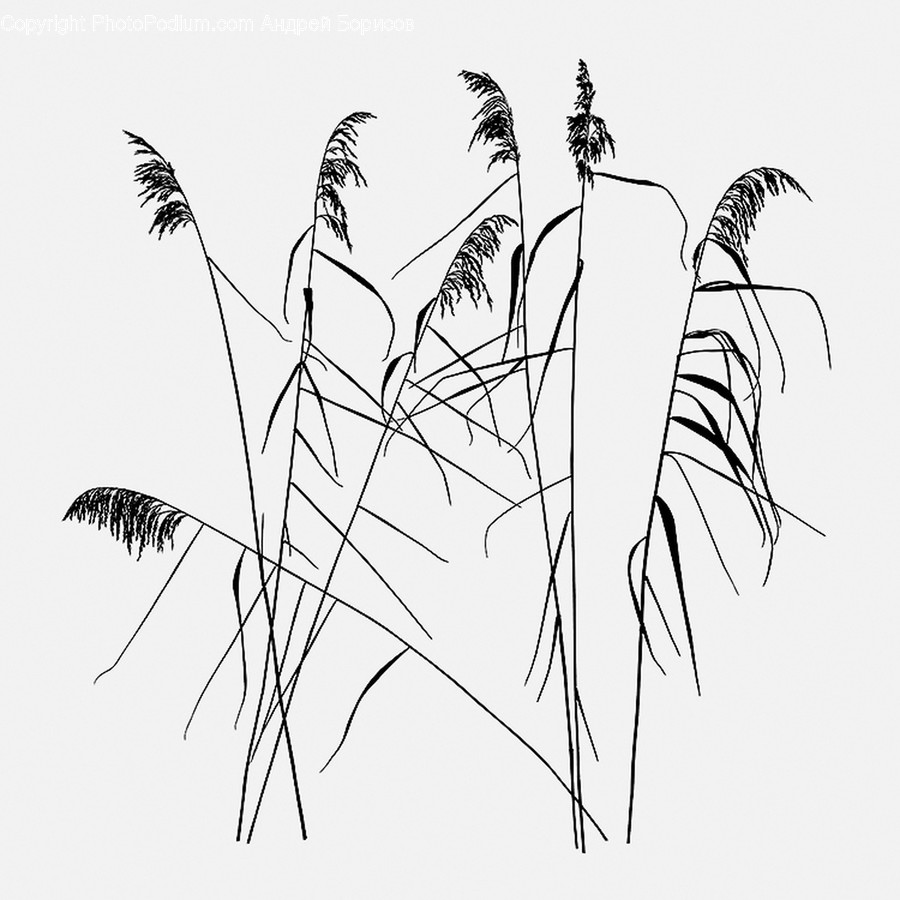 Grass, Plant, Lawn, Reed, Bird