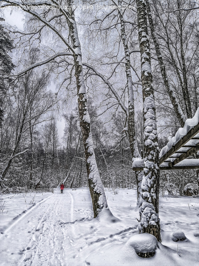 Nature, Outdoors, Blizzard, Snow, Winter