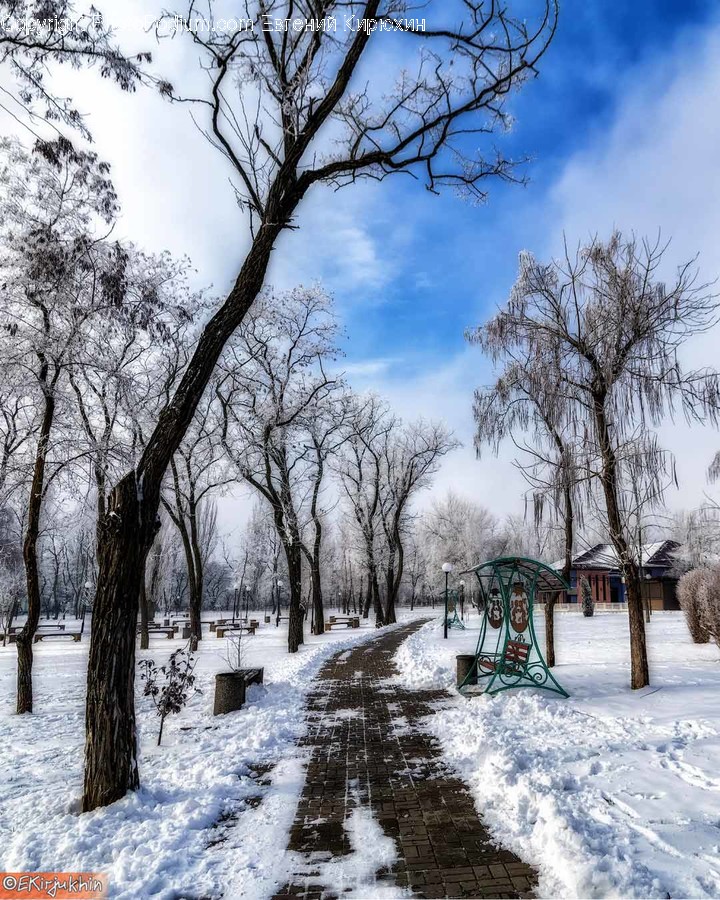Nature, Outdoors, Tree, Plant, Snow
