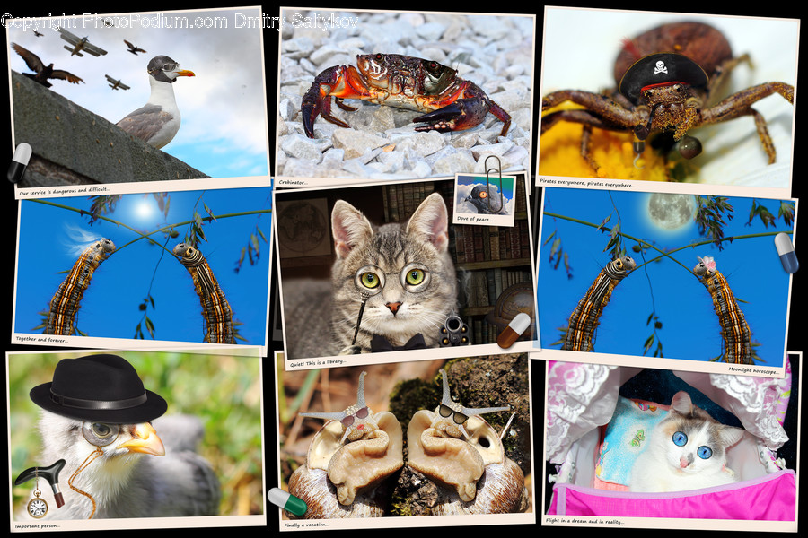 Collage, Advertisement, Poster, Bird, Animal