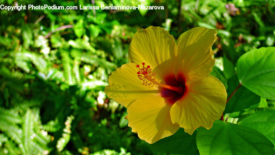 Flora, Flower, Hibiscus, Plant, Poppy, Blossom, Geranium
