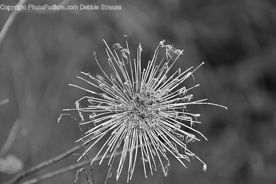 Plant, Flower, Blossom, Pollen, Dandelion