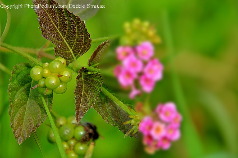 Grapes, Plant, Food, Fruit, Leaf