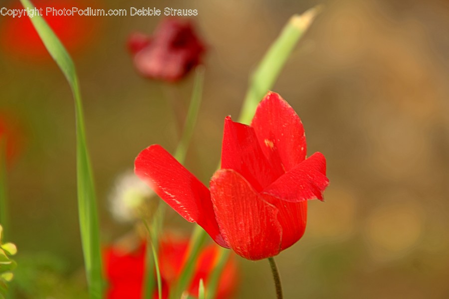 Geranium, Plant, Flower, Blossom, Petal
