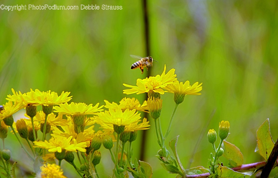 Apidae, Insect, Invertebrate, Animal, Bee