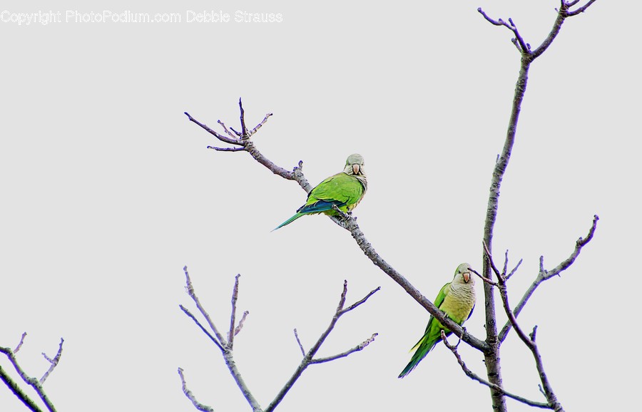 Parakeet, Bird, Animal, Parrot