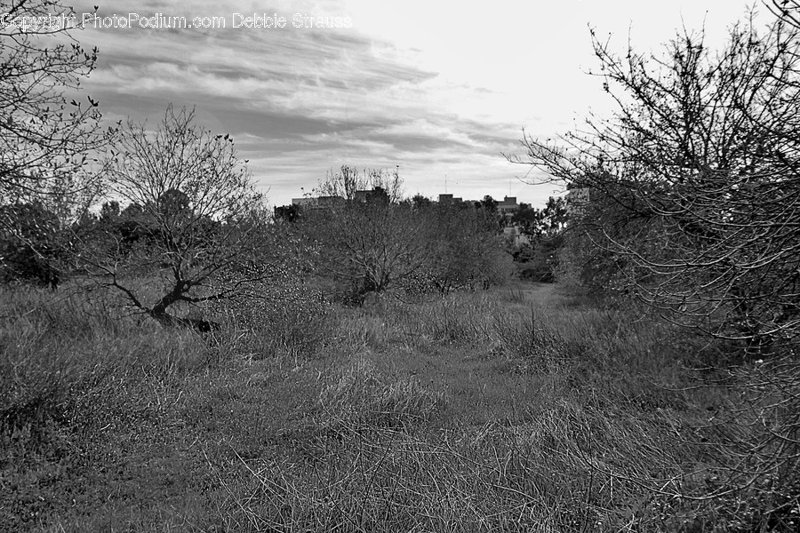 Ground, Nature, Outdoors, Tree, Plant