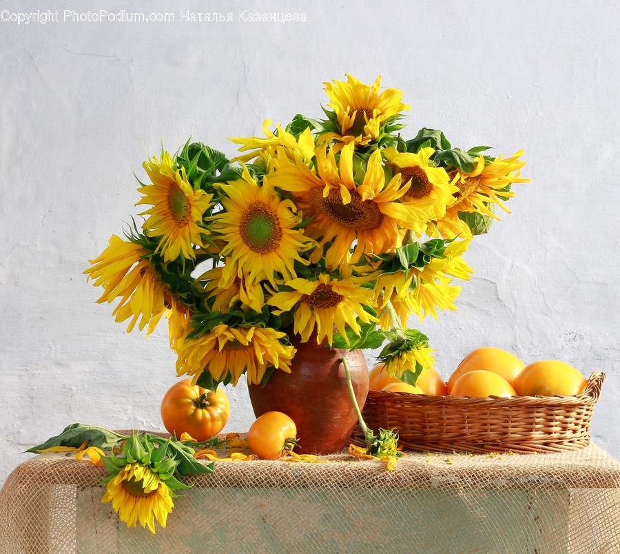 Plant, Flower, Blossom, Sunflower, Flower Arrangement