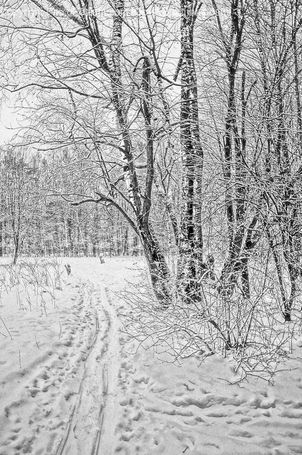 Nature, Outdoors, Snow, Ice, Winter