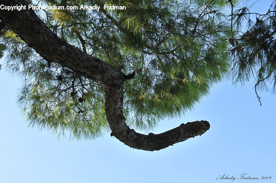 Plant, Tree, Willow, Conifer, Fir, Blossom, Flora