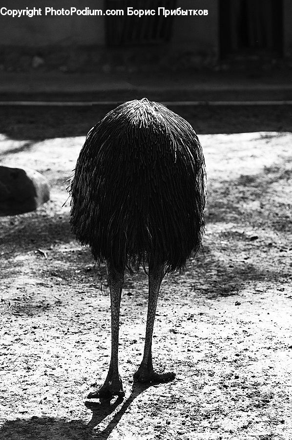 Animal, Zoo, Cattle, Cow, Dairy Cow, Mammal, Bird