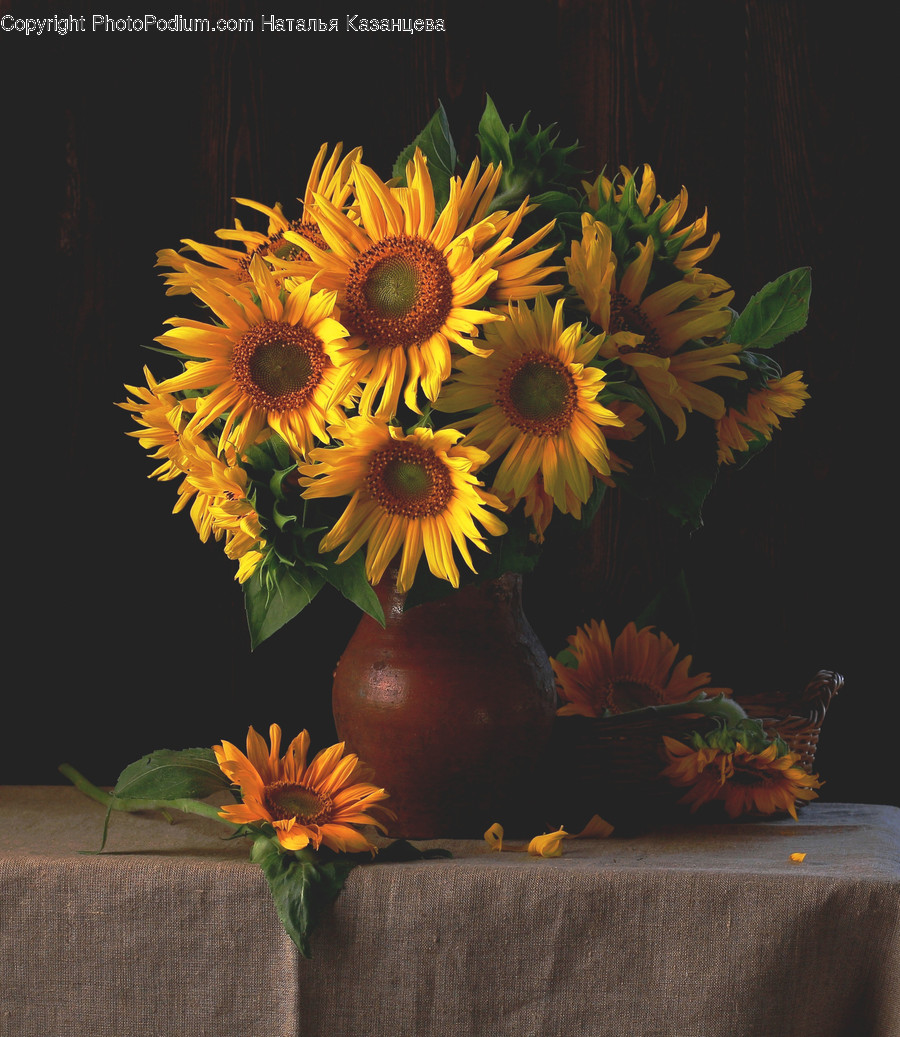 Plant, Flower, Blossom, Sunflower, Flower Arrangement