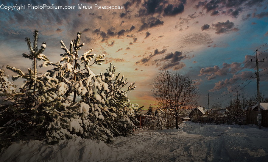 Nature, Outdoors, Ice, Snow, Bird