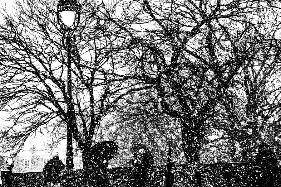 Art, Person, Human, Drawing, Tree
