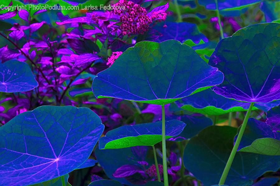 Plant, Purple, Leaf, Flower, Blossom