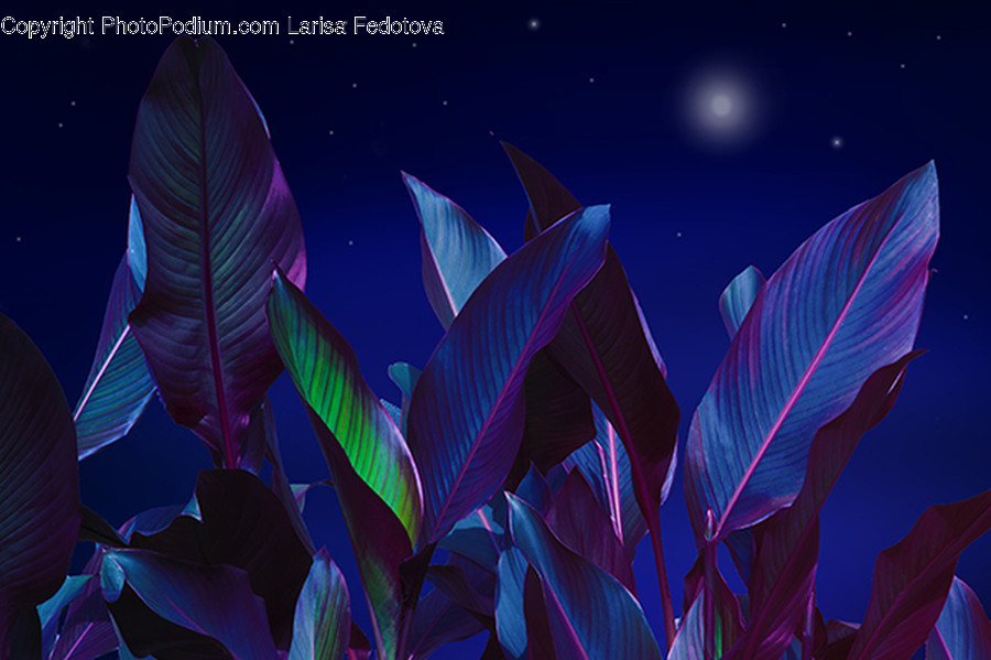 Plant, Person, Human, Nature, Leaf