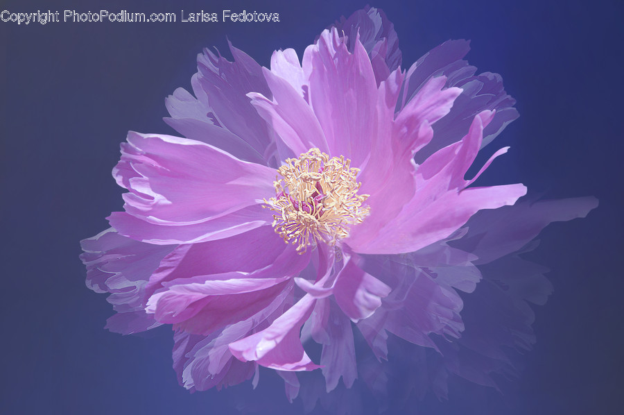 Plant, Pollen, Anther, Flower, Blossom