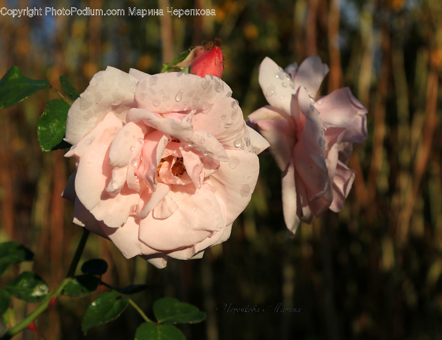 Plant, Flower, Blossom, Peony, Rose