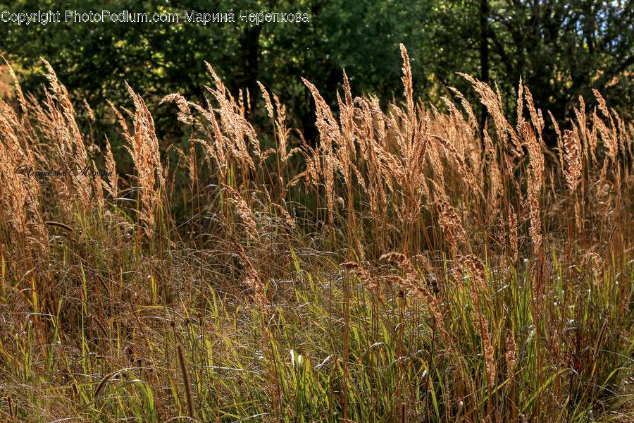 Grass, Plant, Lawn, Reed