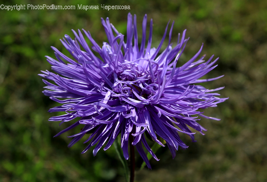 Plant, Flower, Blossom, Aster, Asteraceae