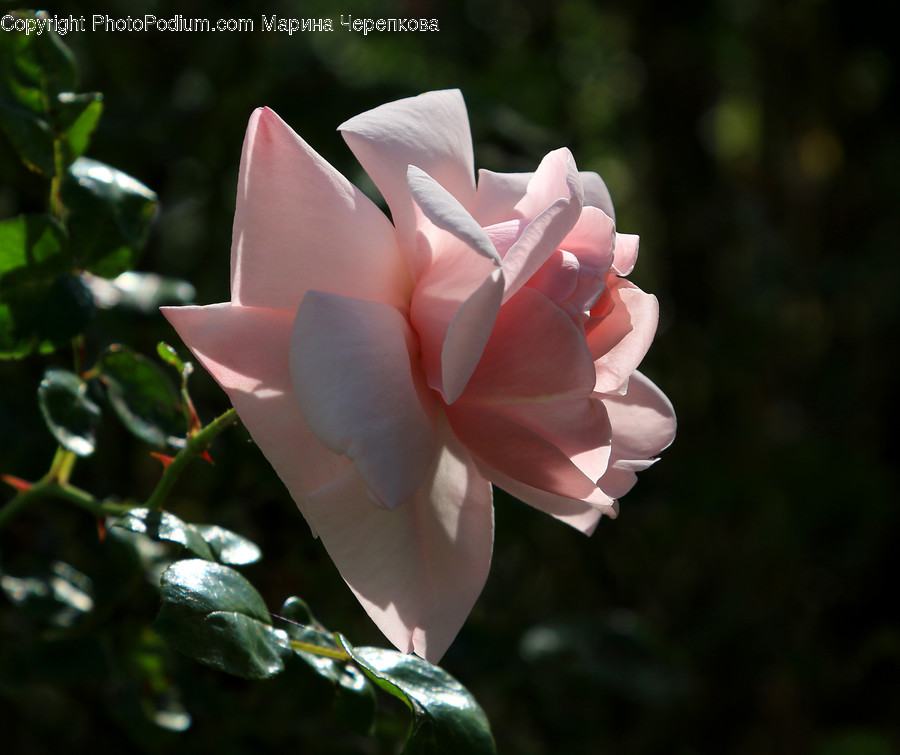 Rose, Plant, Flower, Blossom