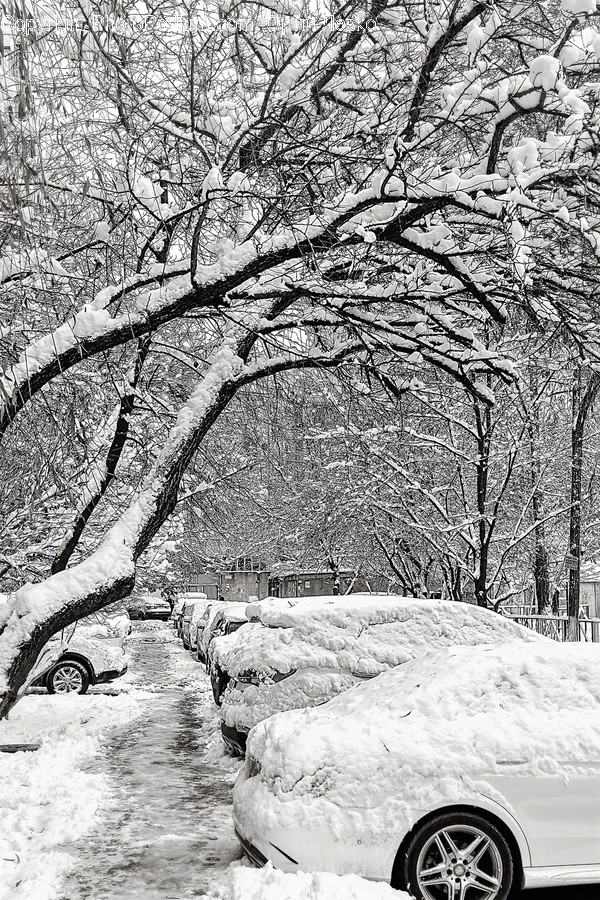 Tree, Plant, Nature, Outdoors, Tree Trunk