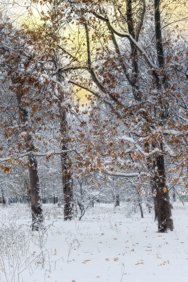 Nature, Outdoors, Tree, Plant, Snow
